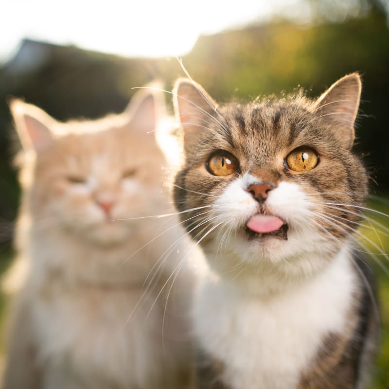 Crestview Animal Hospital & Emergency in Cumming