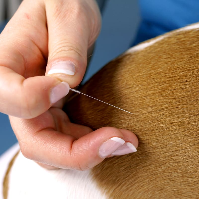 Cat & Dog Acupuncture in Cumming