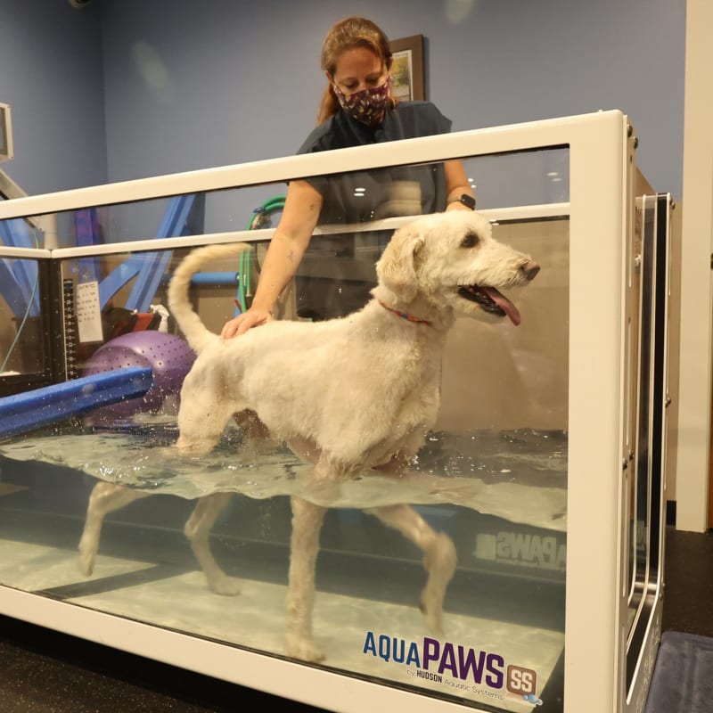 Aquatic Therapy, Cumming Veterinarians