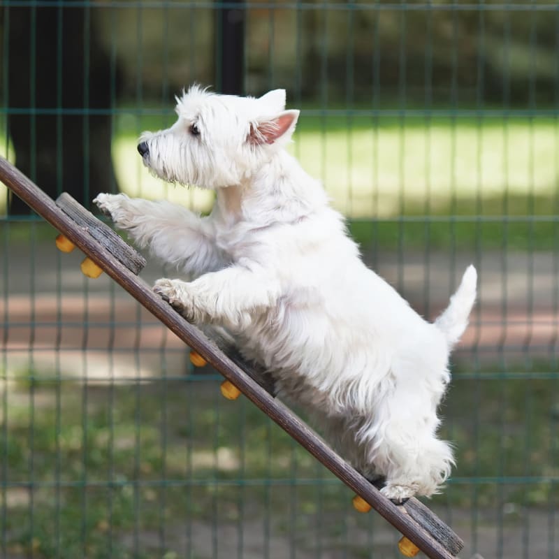 Cats & Dogs Boarding in Cumming