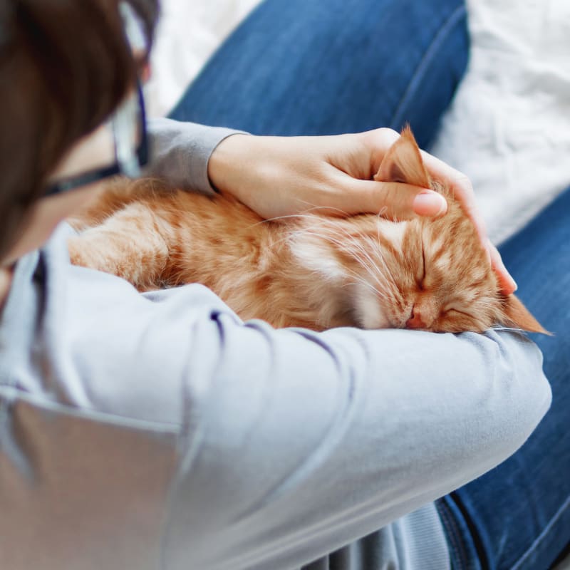 Geriatric Vet Care for Pets, Cumming