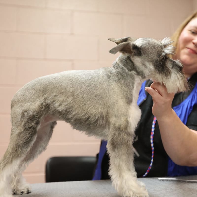 Cat & Dog Grooming in Cumming