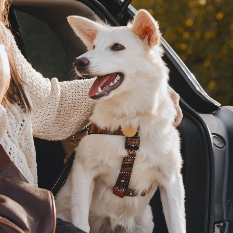 Veterinary Cold Laser Therapy in Cumming 
