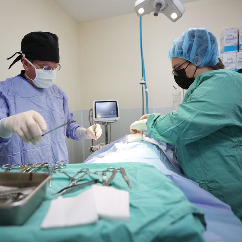 Veterinary Surgery in Cumming