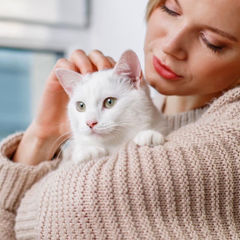 Thermotherapy, Cumming Veterinarians